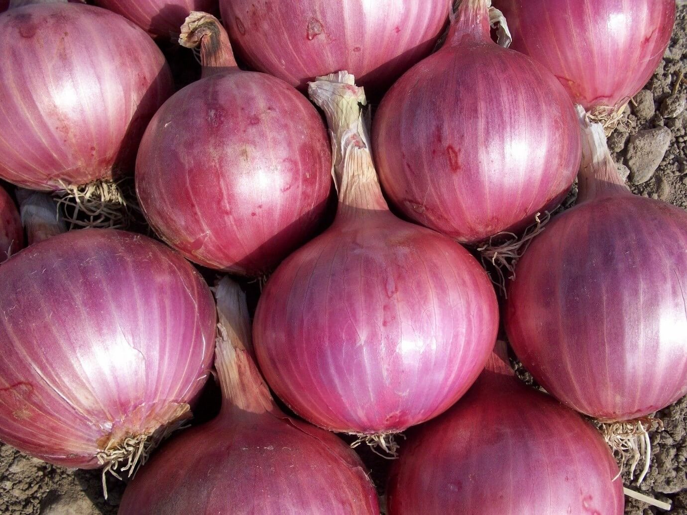 Bawang Merah