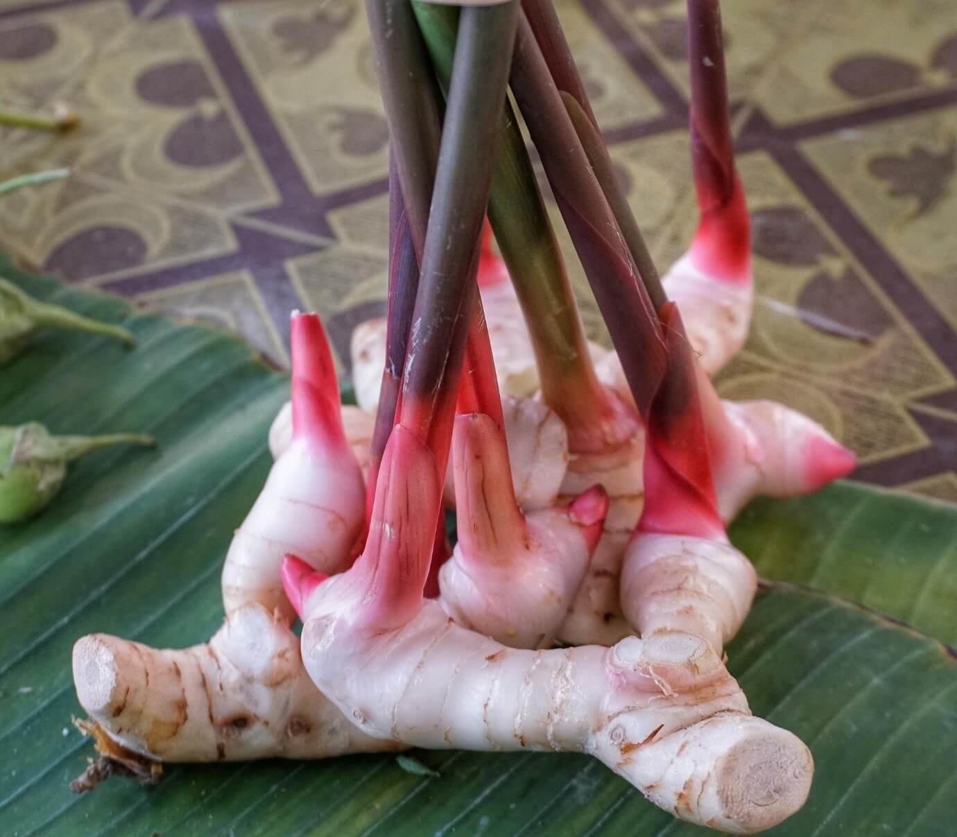 Lengkuas